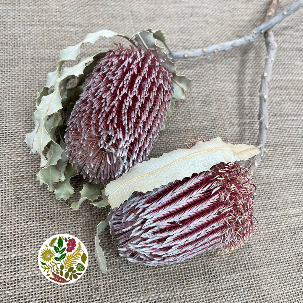 Protea &#39;Banksia&#39; (Menziesli) DRY (x2)