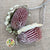 Protea 'Banksia' (Menziesli) DRY (x2)