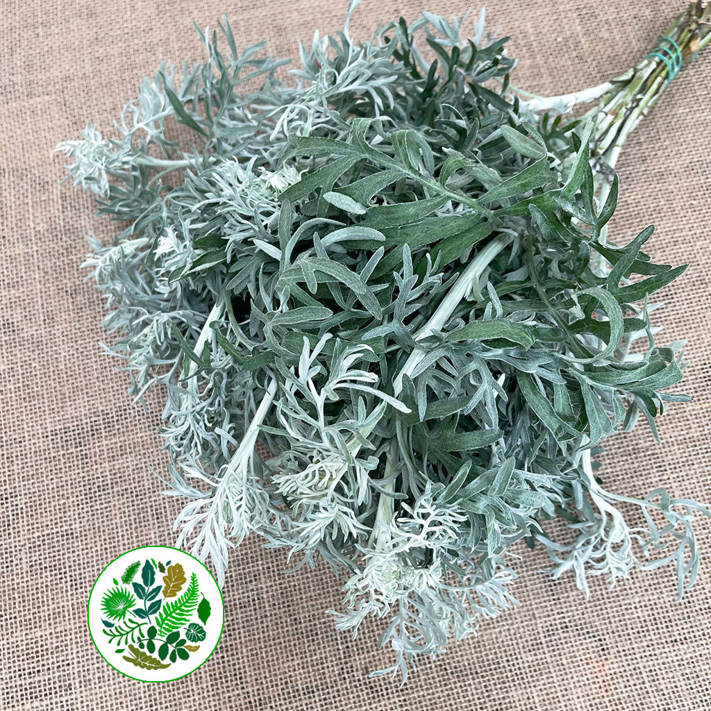 Centaurea &#39;Cineraria&#39; 40cm (250g)