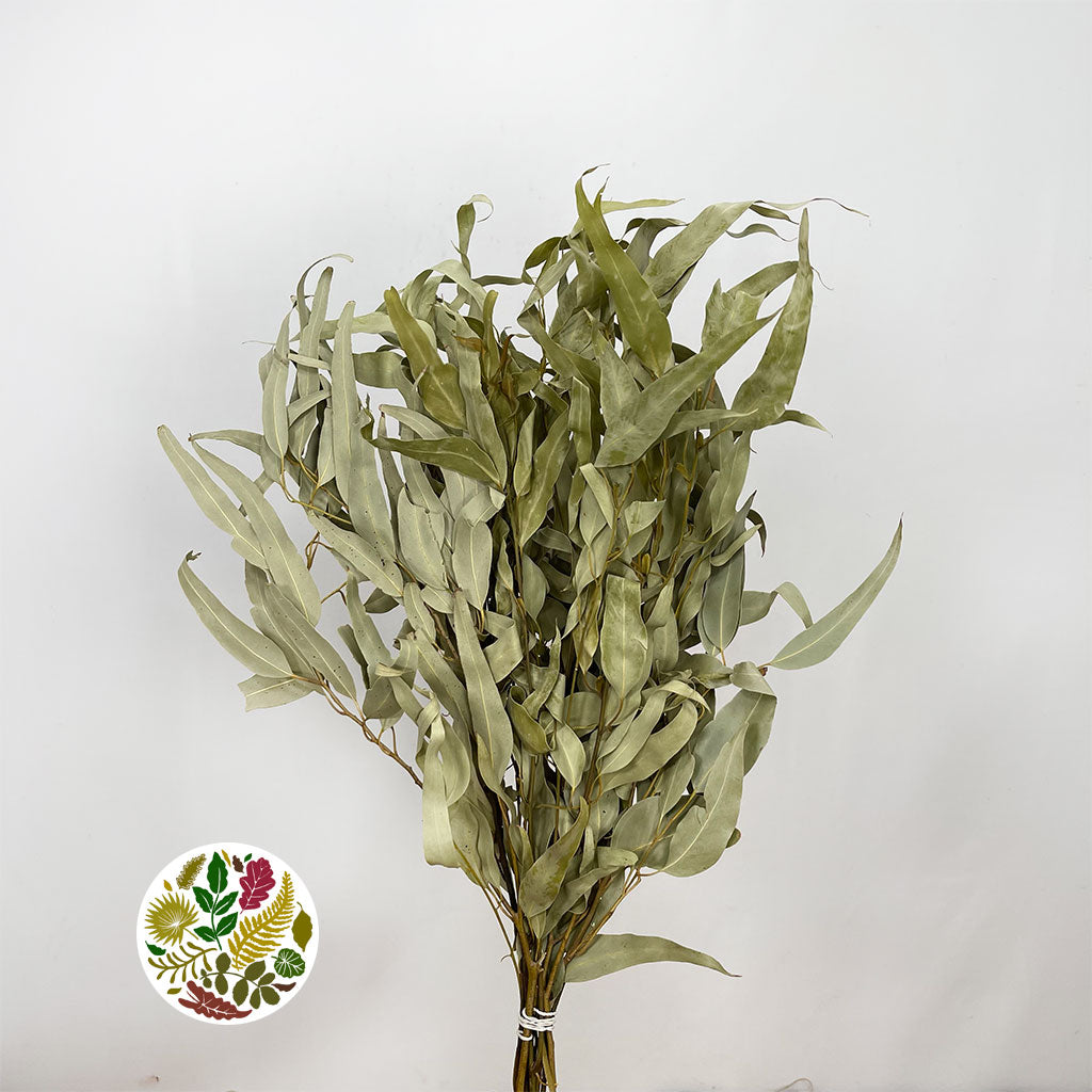 Eucalyptus 'Willow' (Natural) (DRY) 55cm