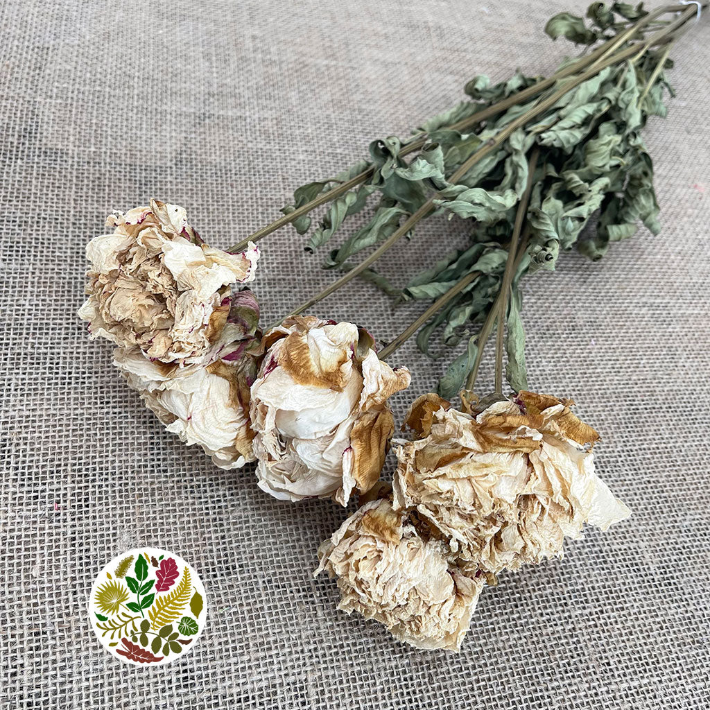 Peony White Dry 50cm (x5st)