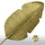 Artificial 'Bamboo Leaf' (Gold) (DRY) 140cm (Per Stem)