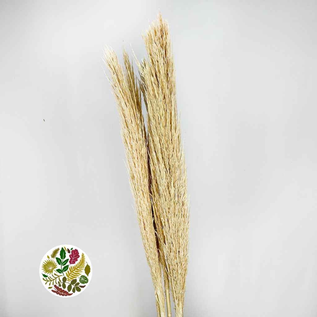 Grass &#39;Reed Grass&#39; (Half Bleached) (DRY) (Premium Quality) (x5)