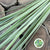 China Grass (Variegated Liriope) 70cm (x25)