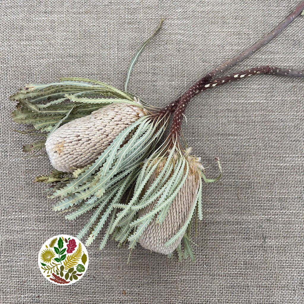 Protea &#39;Banksia&#39; (Hookerana) (DRY) (x2)