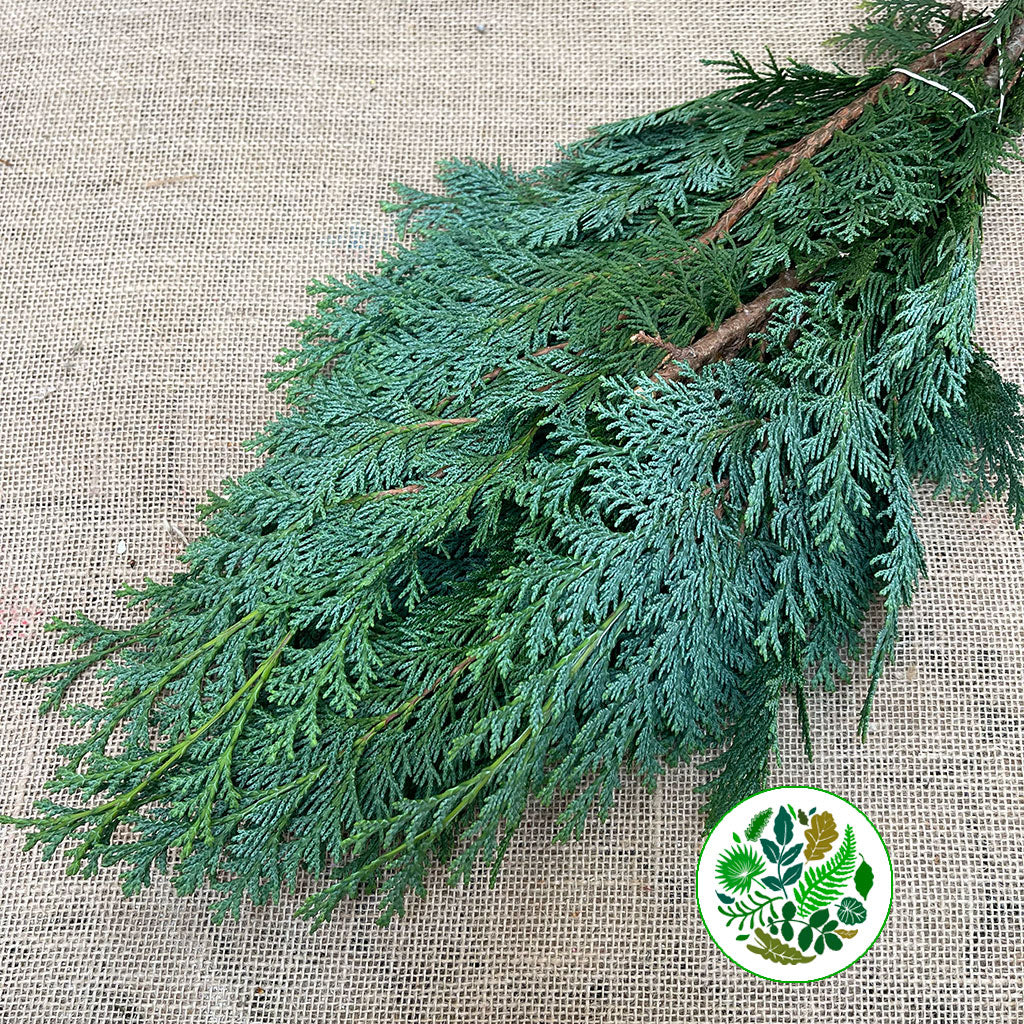 Conifer &#39;Blue Natural&#39; 65cm (400g)