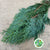 Conifer 'Blue Natural' 65cm (400g)