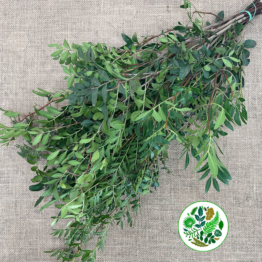 Pistache 'Italian' (Various Sizes)