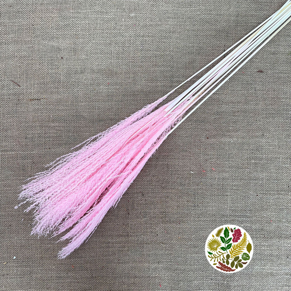 Grass 'Miscanthus' (Light Pink) (Bleached) (DRY) 75cm (x10)