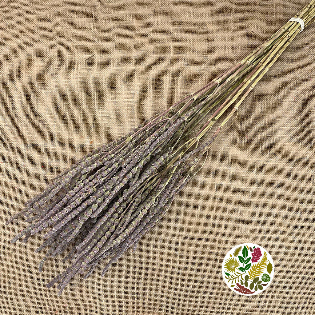 Statice &#39;Sea Lavender&#39; (DRY) 90cm (x10)