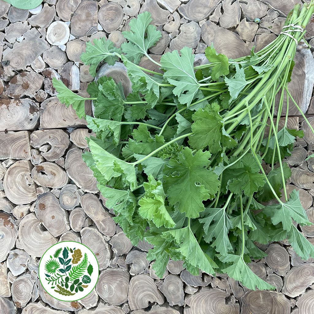 Geranium 'Scented' E (x10)