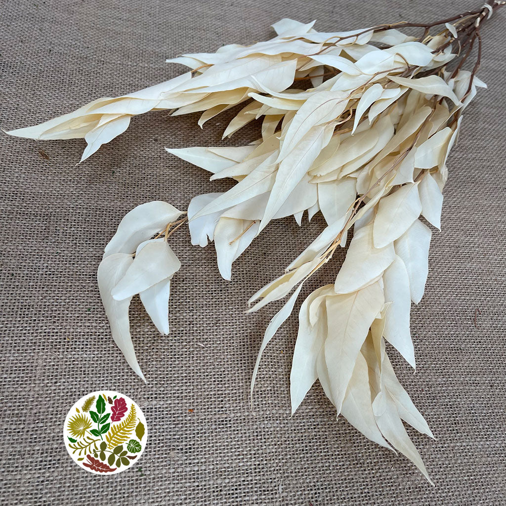 Eucalyptus &#39;Willow&#39; (Bleached) (DRY)