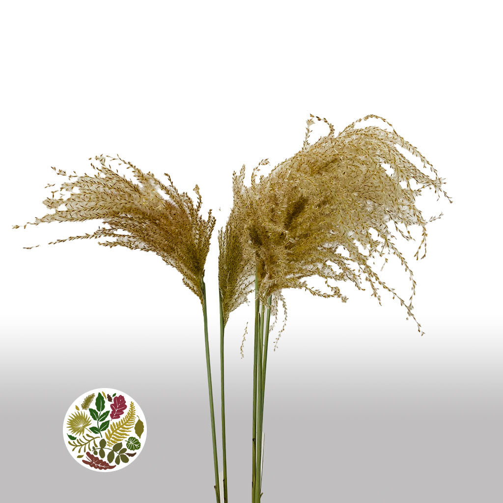 Grass &#39;Stipa&#39; (Natural) (DRY) (Various Sizes)