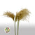 Grass 'Stipa' (Natural) (DRY) (Various Sizes)