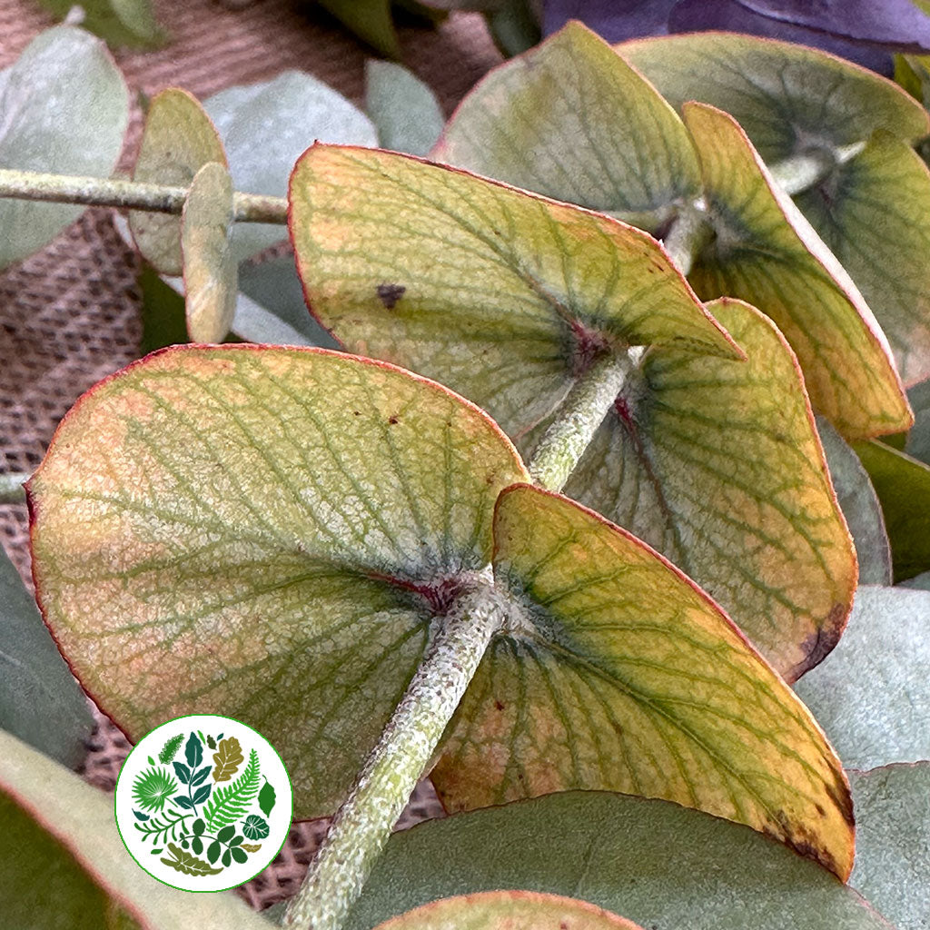 Eucalyptus 'Cinerea' 'Autumnal' 70cm (200g)