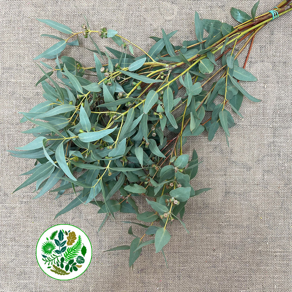Eucalyptus 'Cinerea' (Berries) 70cm (300g)
