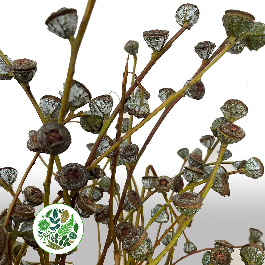 Eucalyptus &#39;Pods&#39; (Antique) 60cm (400g)