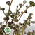 Eucalyptus 'Pods' (Antique) 60cm (400g)