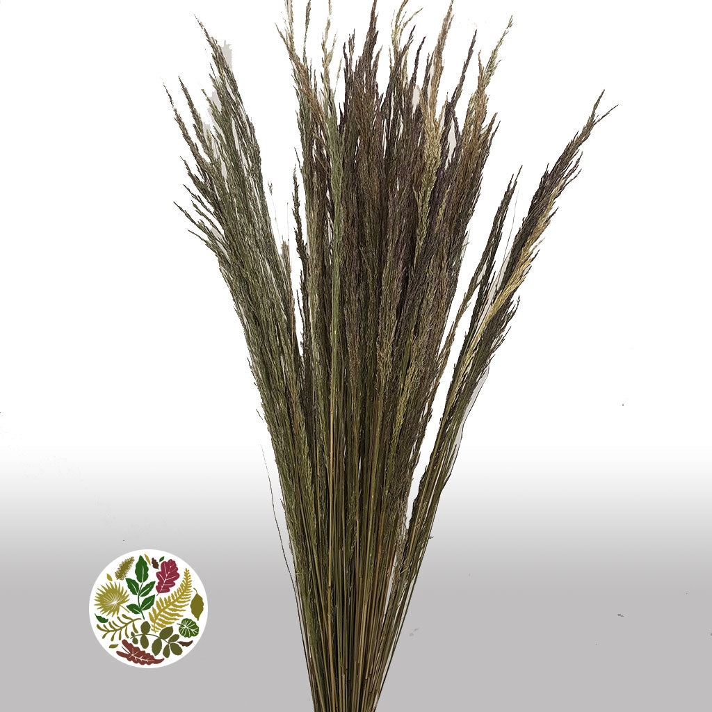 Grass 'Erba' (DRY) 70cm