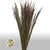 Grass 'Erba' (DRY) 70cm