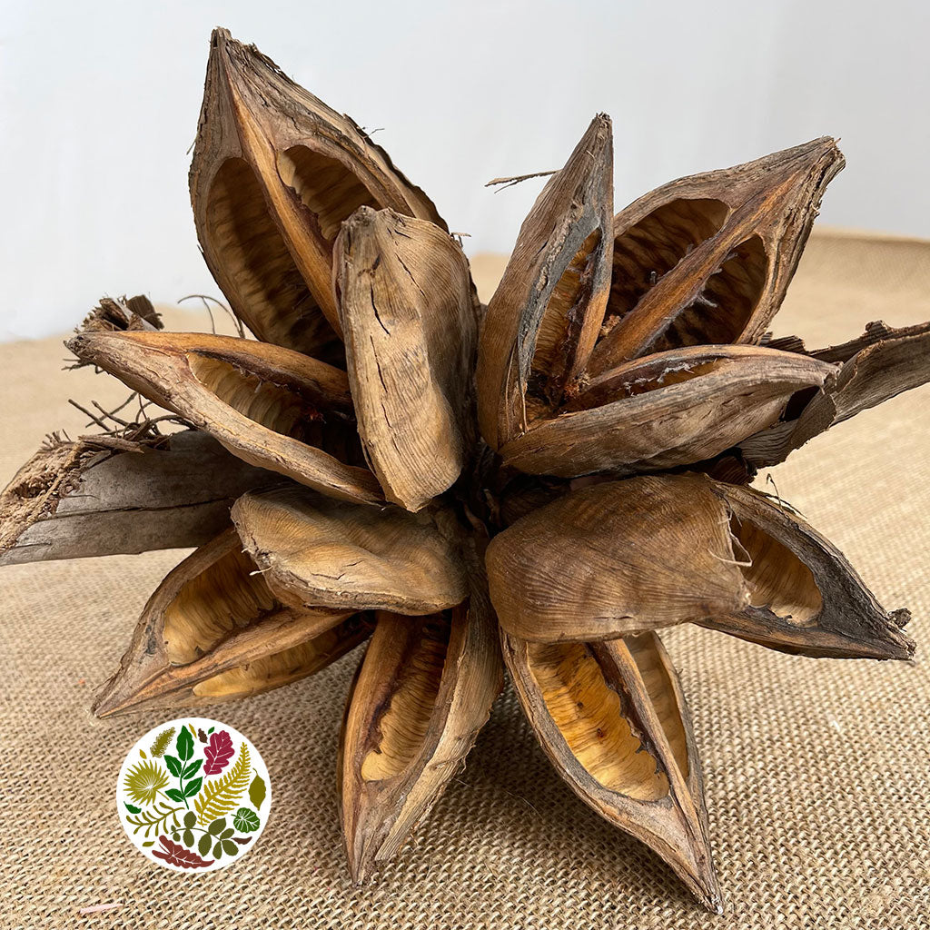 Sororoca Penca Flower DRY (Natural)