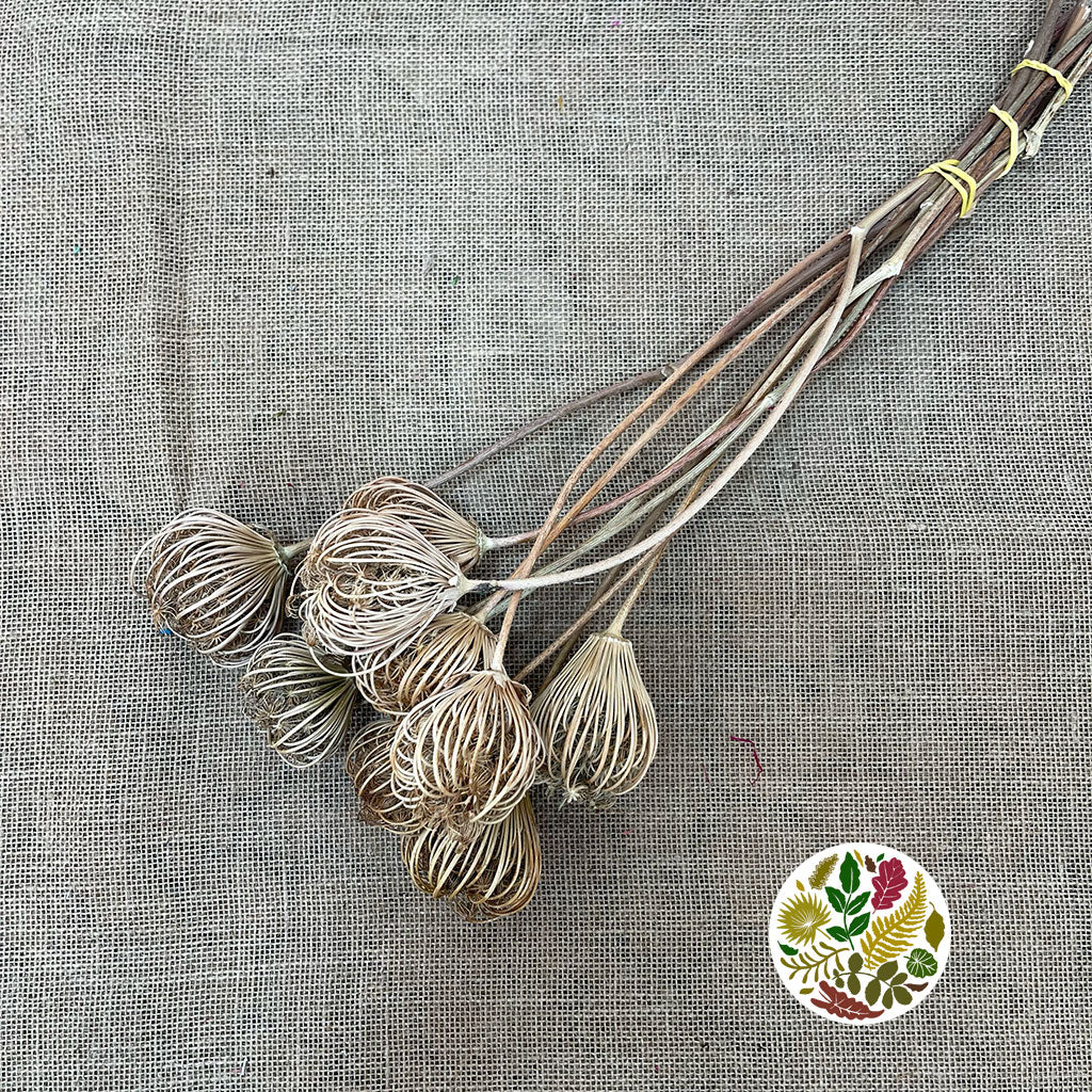 Ammi &#39;Dill&#39; (Natural) (DRY) 45-55cm (x5)