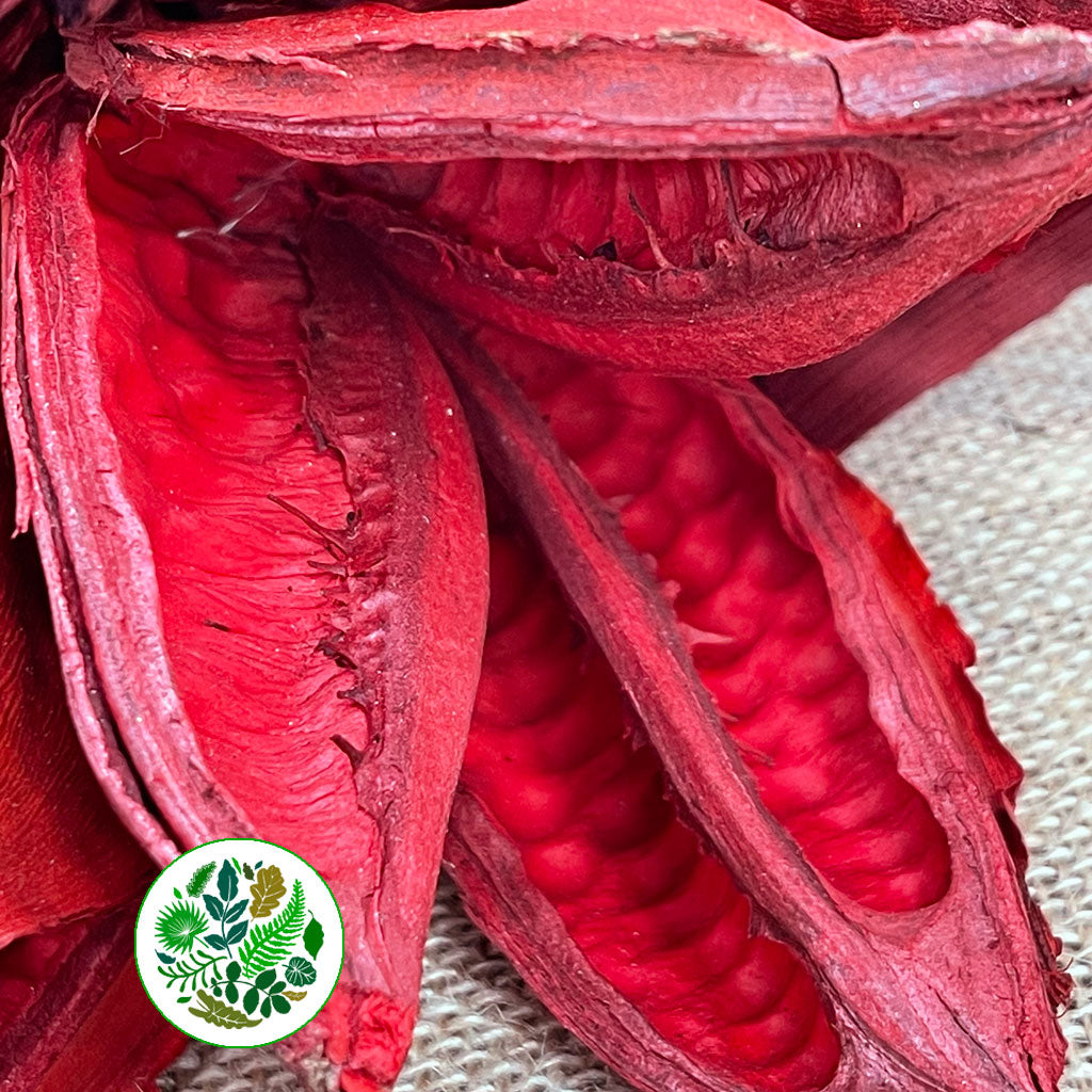 Sororoca Penca Flower DRY (Red)