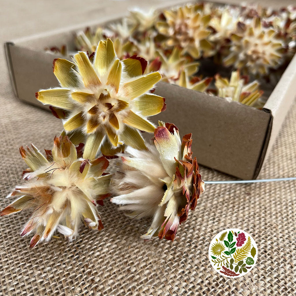 Cones 'Plumosum' (on wire) (Natural/Cream) (DRY)(40pcs)