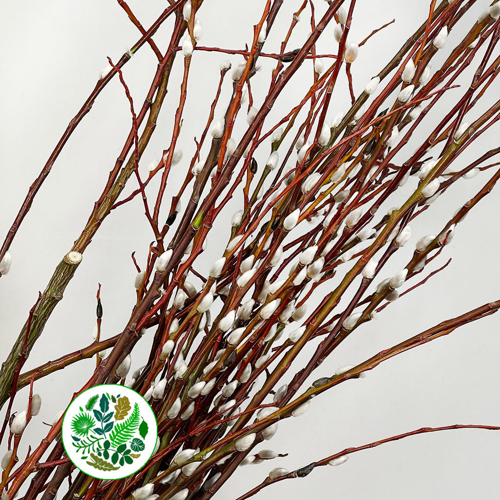 Pussy Willow (Cultivated E) 200cm (x10)