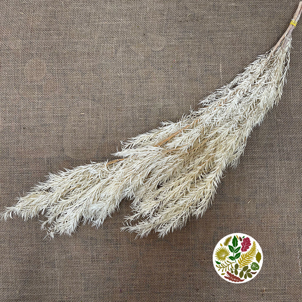 Grass &#39;Melaleuca Bracteatan&#39; (Bleached) (DRY) 70cm (x4)