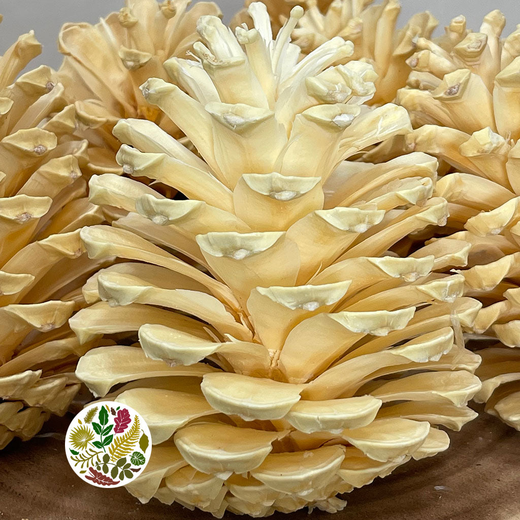 Cones &#39;Maritima&#39; (Bleached) 10-14cm DRY (x6)