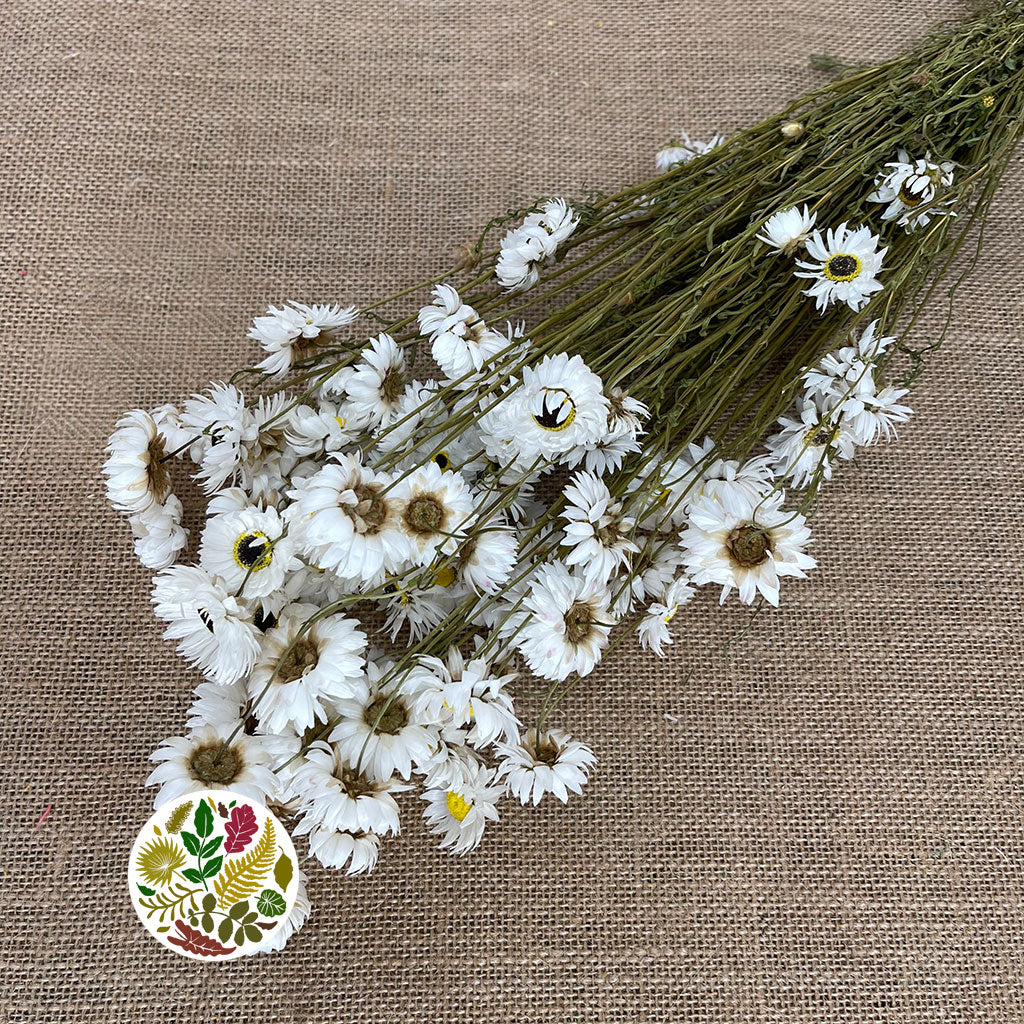 Acroclinium/Rhodante &#39;Flower&#39; (White) (DRY)