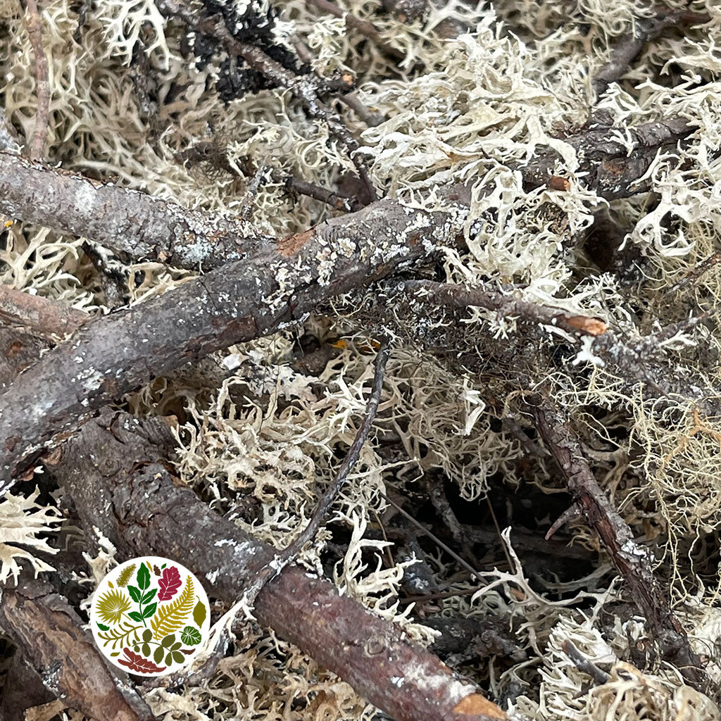 Moss &#39;Oak Moss&#39; (Pieces) (By the Crate)