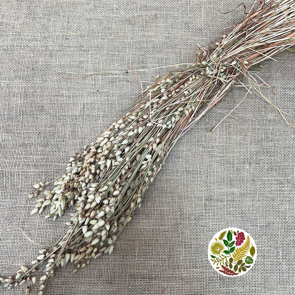 Grass 'Briza' (Natural) (DRY) (Various Sizes)