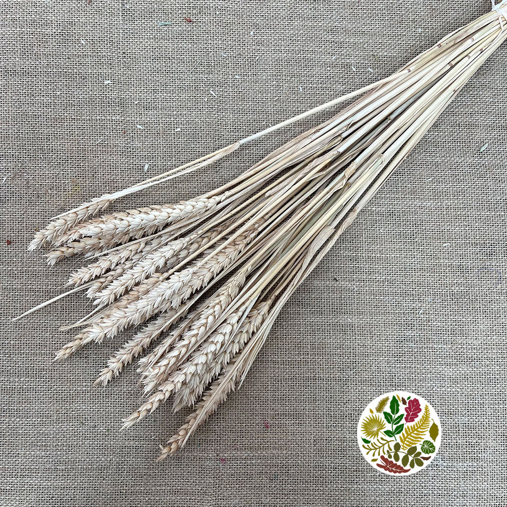Grass 'Wheat' (Bleached) DRY (Large Bunch)