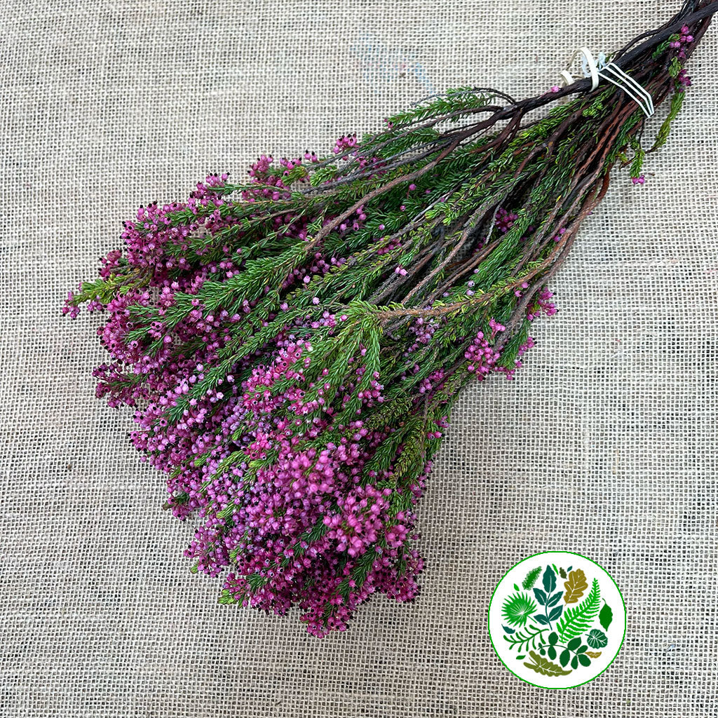 Heather (Erica) 'Bella' (x10) 50cm