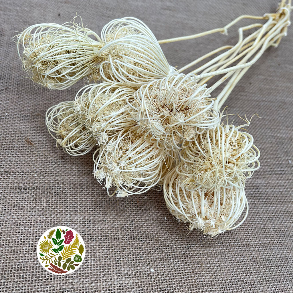 Ammi 'Dill' (Bleached) (DRY) 55cm (x5) (Various Sizes)