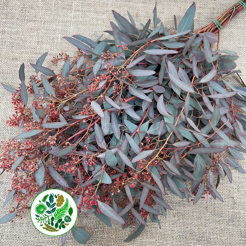 Eucalyptus &#39;Populus Berries&#39; (Red Aspirated) 60cm 300g
