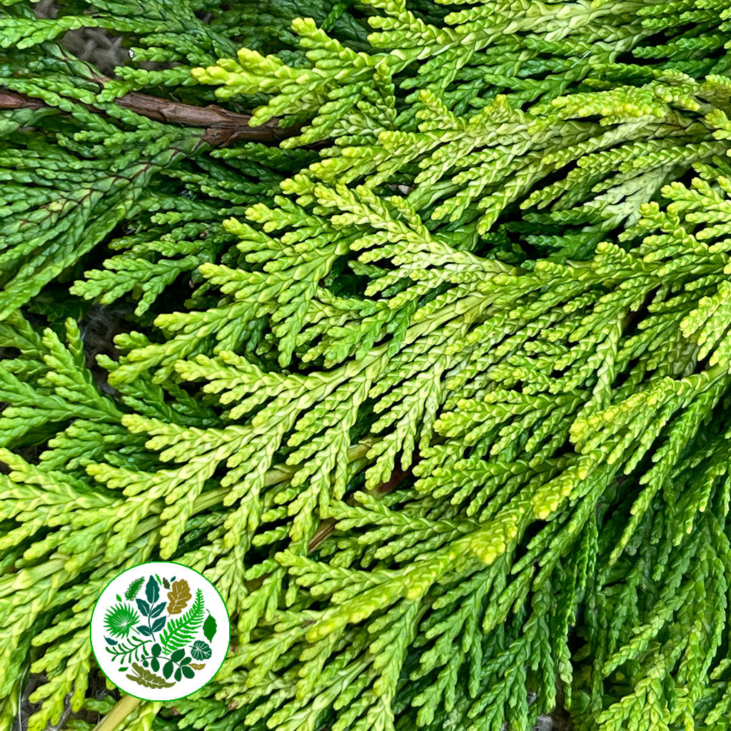 Conifer 'Yellow Natural' (Small bunch)