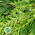 Conifer 'Yellow Natural' (Small bunch)