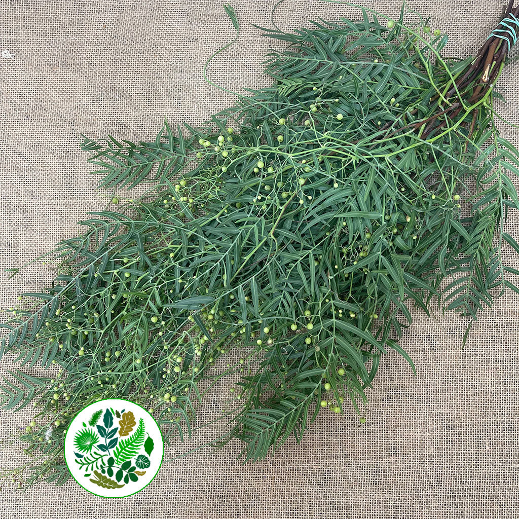 Pepper &#39;Foliage&#39; (300g)