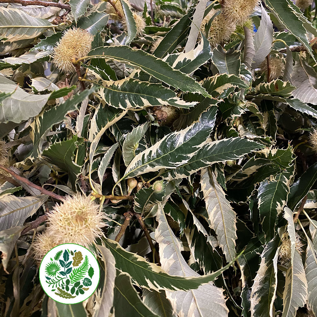 Chestnut &#39;Foliage Variegated&#39; (Wild) (Loose bundle)