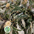 Chestnut 'Foliage Variegated' (Wild) (Loose bundle)