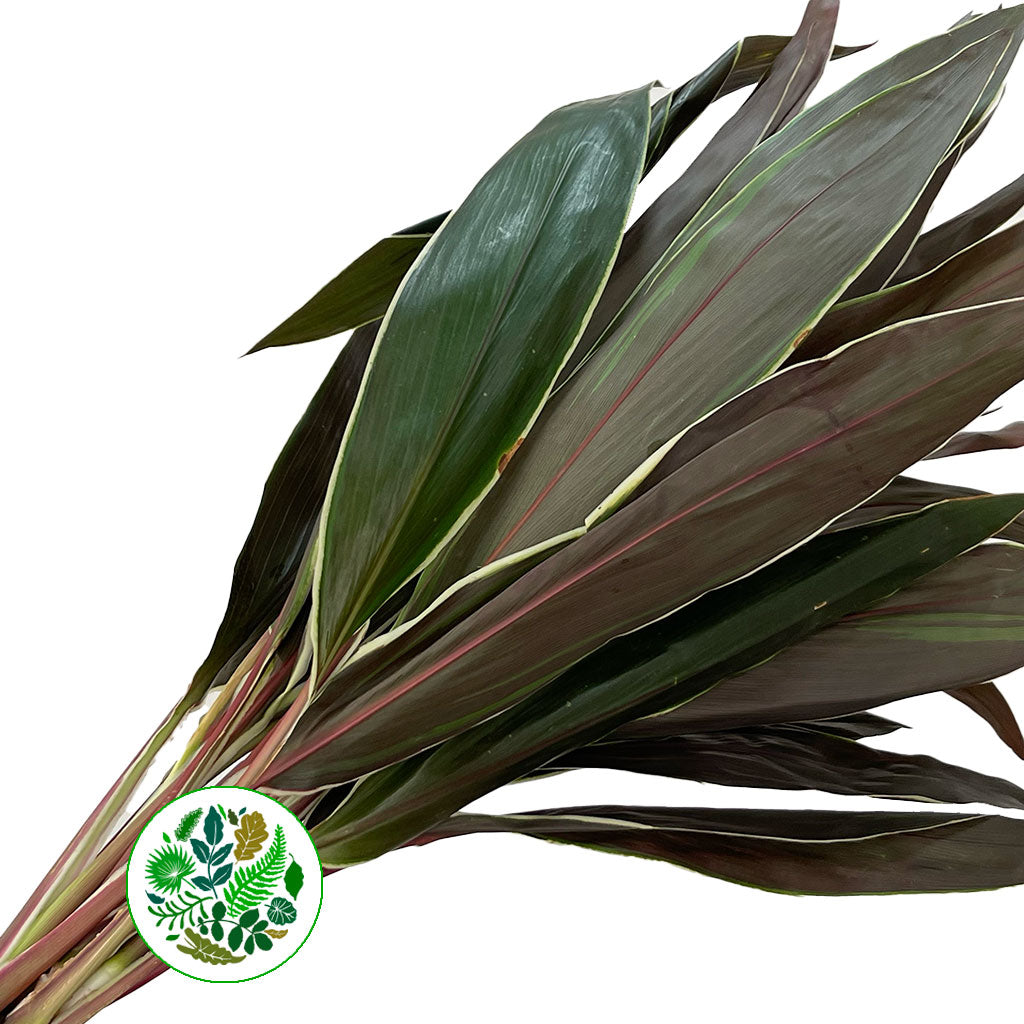 Cordyline Tips 'Cappuccino' (Various Sizes)