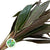 Cordyline Tips 'Cappuccino' (Various Sizes)