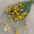 Lonas 'Flower' (Natural Yellow) (DRY)