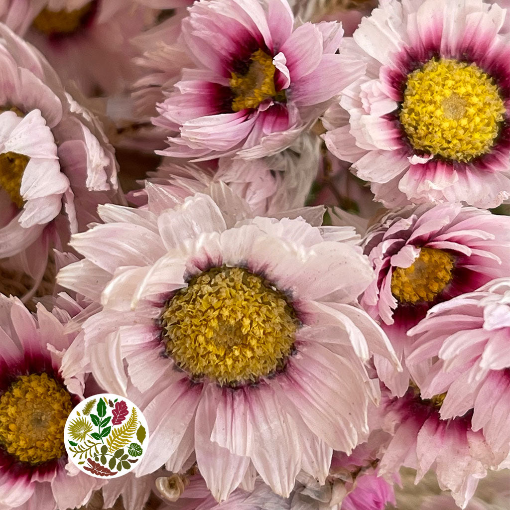 Acroclinium/Rhodante &#39;Flower&#39; (Pink) (DRY)