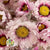 Acroclinium/Rhodante 'Flower' (Pink) (DRY)