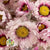 Acroclinium 'Flower' (Pink) (DRY)