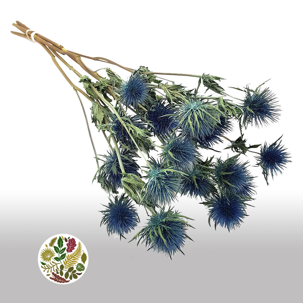 Thistle (Natural Blue) (DRY) (Various Types)